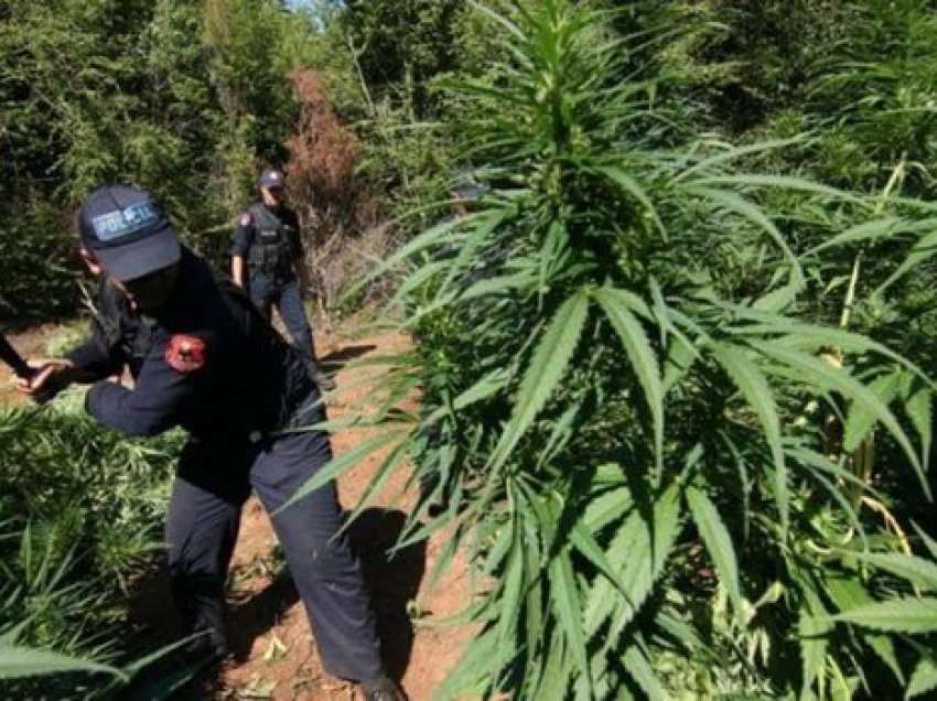 Kishte kultivuar bimë narkotike në pronën e tij, arrestohet 28-vjeçari në Fier