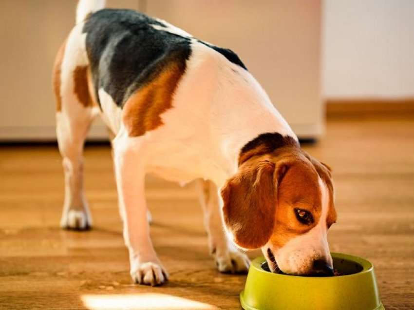 Mënyra se si i ushqejmë kafshët shtëpiake, mund të ndikojë në shëndetin tonë