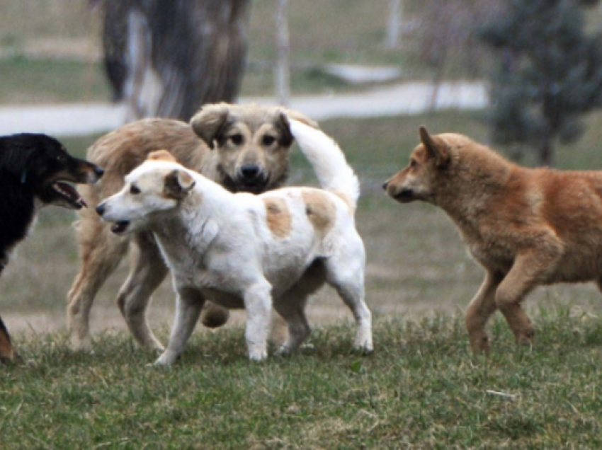 Prezenca e qenve endacakë në Prishtinë po rrezikon jetën e qytetarëve