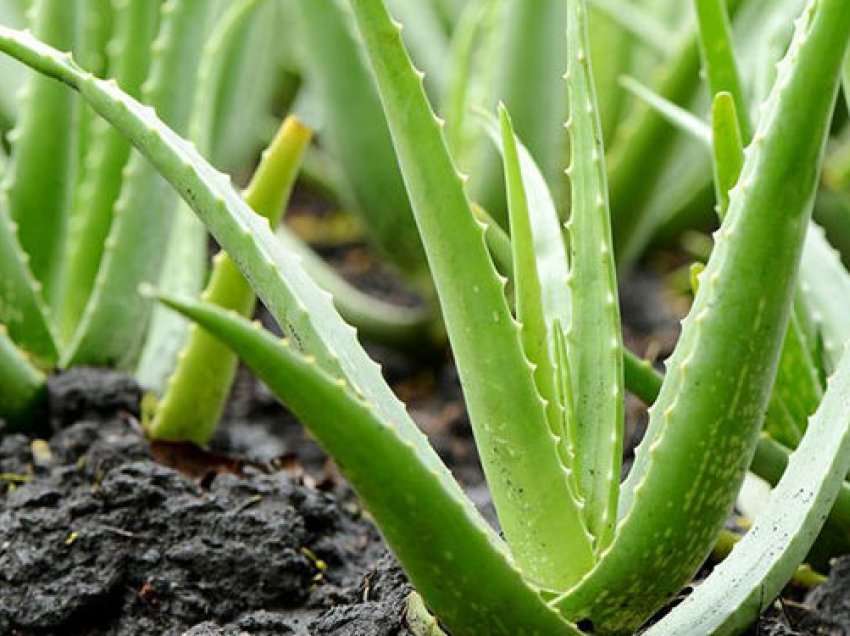 Aloe Vera mund të durojë deri në dy javë pa ujë, ja ç’duhet të dini tjetër rreth kujdesit për këtë bime