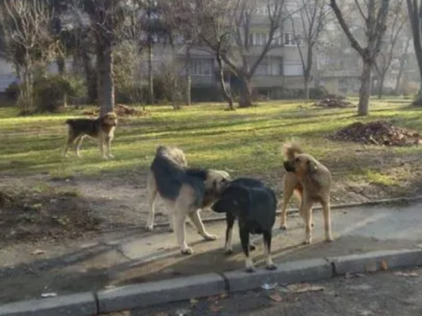 E mitura në Shkup kafshohet nga qentë endacak