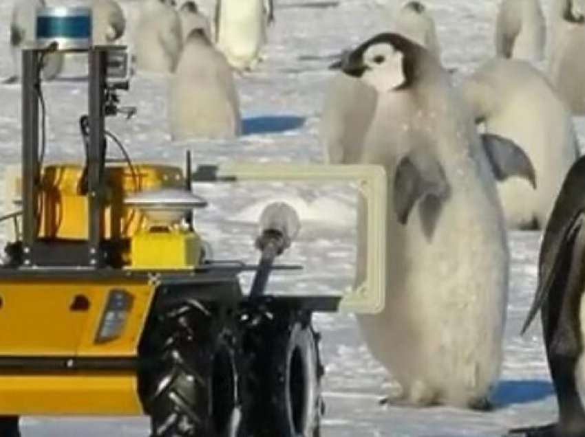 Roboti Echo që “spiunon” pinguinët në Antarktidë