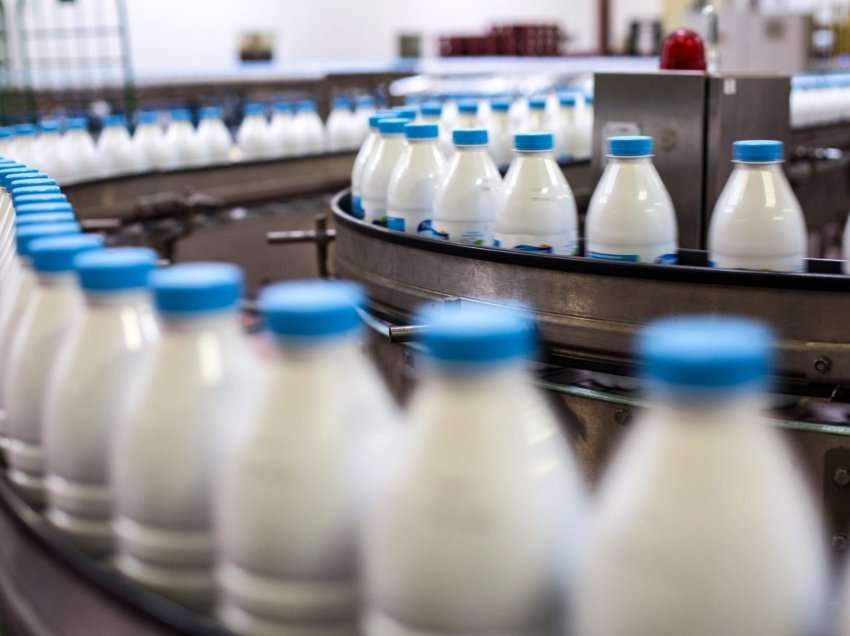 Shtrenjtohet qumështi i fermerit 50%; Shoqata e Përpunuesve: Rrezikohet falimentimi i fabrikave