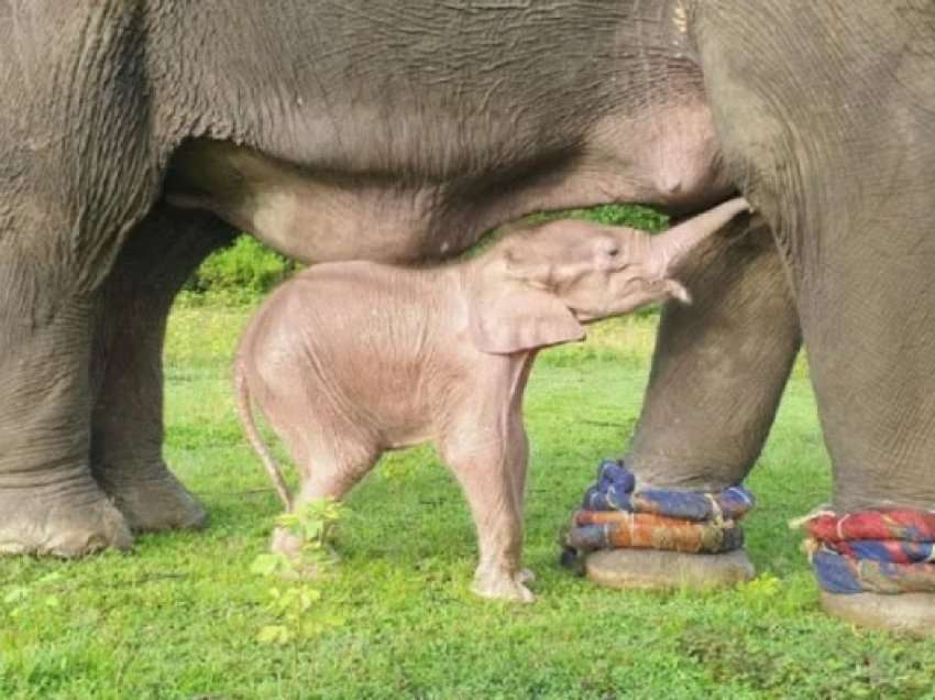 ​Një elefant i rrallë i bardhë u lind në Mianmar