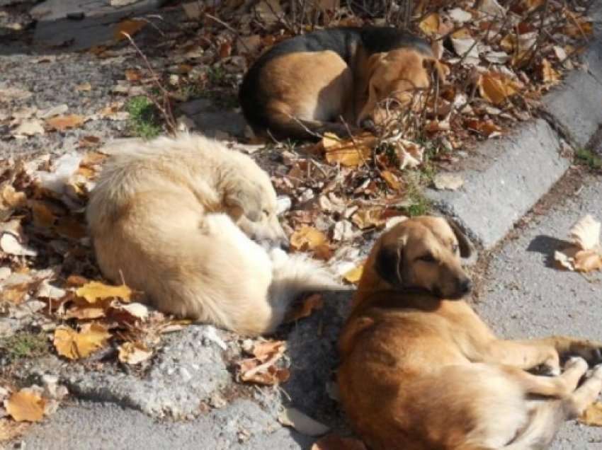 Kompania që merret me trajtimin e qenve endacak të Tetovës, figuron e paautorizuar nga AUV
