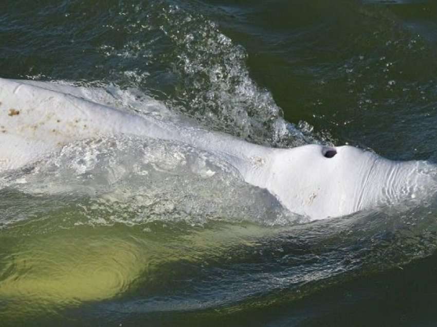 Ekspertët po luftojnë për shpëtimin e balenës në lumin Senna