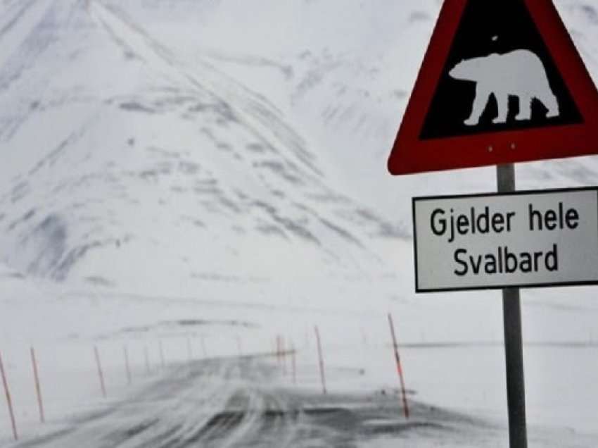 ​Ariu polar sulmon turisten në ishullin norvegjez Svalbard