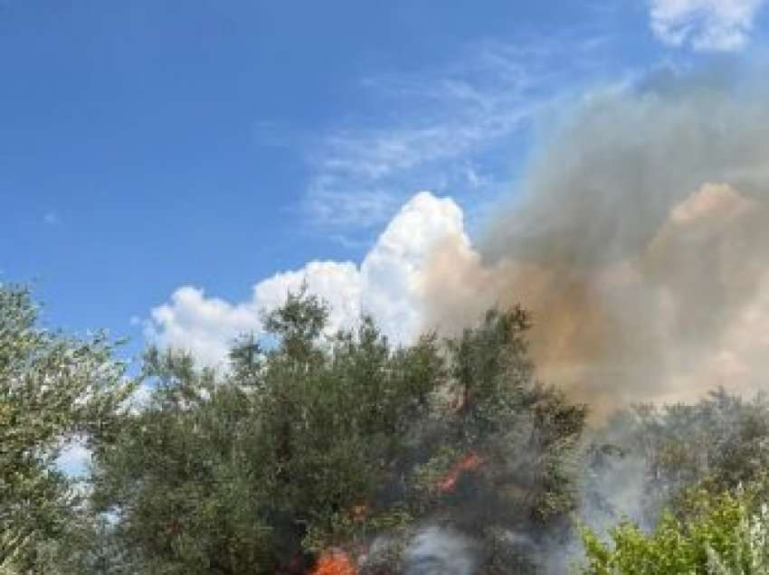 Zjarr masiv në Mallakastër, digjen katër hektarë me ullinj shekullorë, rrezikohen disa banesa