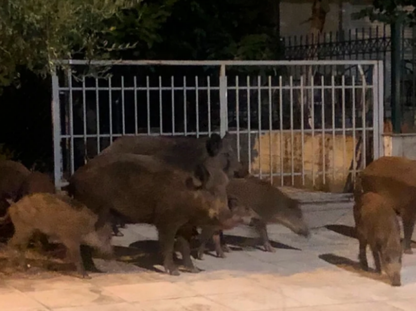 E pazakontë në Greqi! Doli të gjuante derrat e egër natën, por plagosi fqinjën