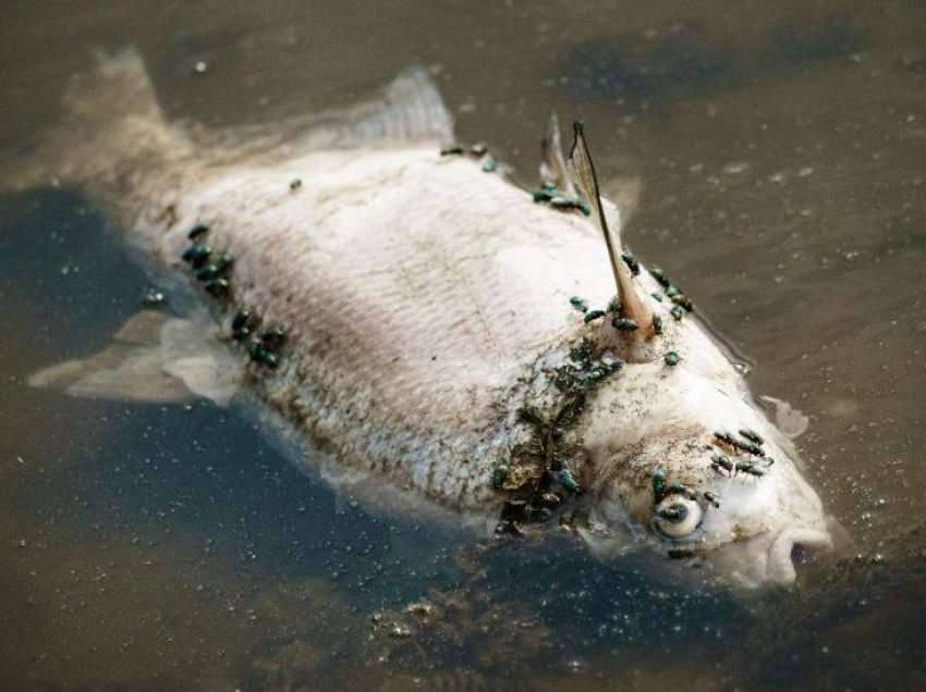 Misteri rrethon ngordhjen masive të peshqve në lumin mes Polonisë dhe Gjermanisë