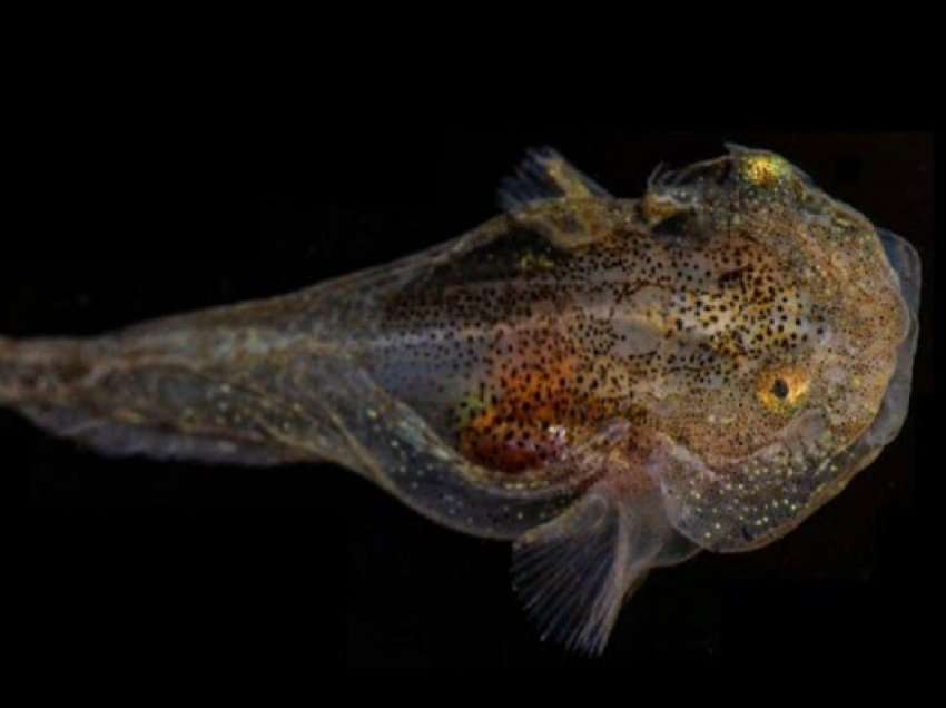 Shkencëtarët zbuluan një specie të re peshqish, ka diçka shumë të pazakontë