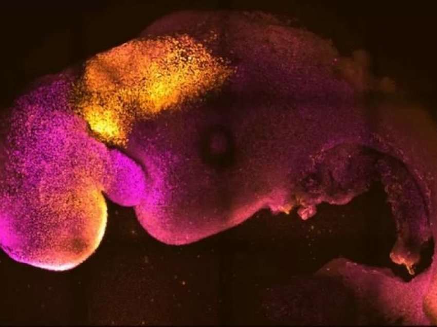 E pabesueshme! Krijohet embrioni artificial, me tru dhe zemër, por pa nënë dhe pa baba