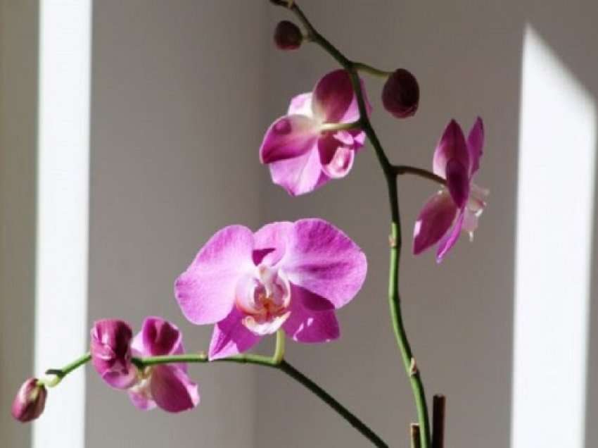 ​Pesë këshilla kryesore për t'i ndihmuar orkidetë t’i mbijetojnë dimrit