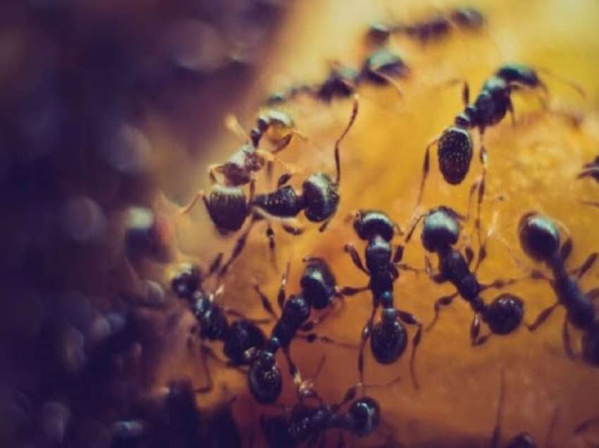 ​Triku më i mirë për të larguar milingonat nga shtëpia juaj përgjithmonë