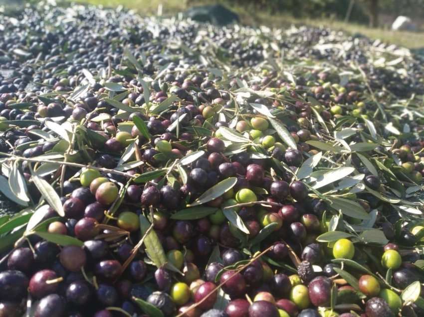 Mbiprodhimi i vajit të ullirit rrezikon bumerangun, çmimi mbetet i ulët dhe eksporti mungon