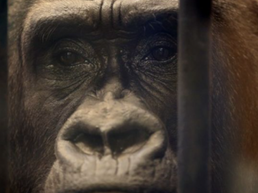 Çfarë e bën këtë gorillë “më të trishtuarën në botë”?