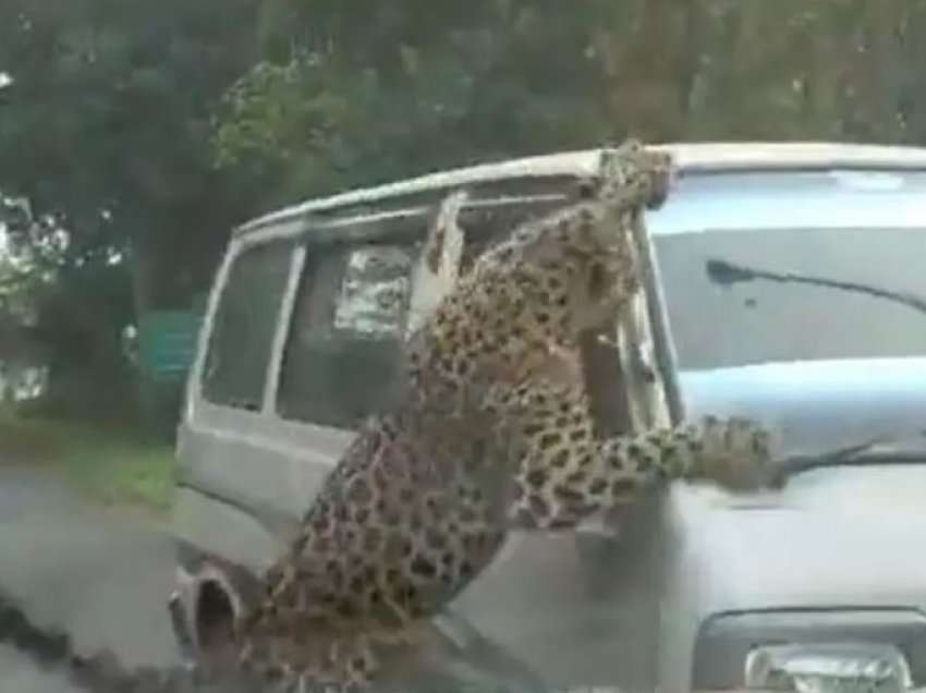 Leopardi sulmon kampusin universitar në Indi, 15 persona të plagosur