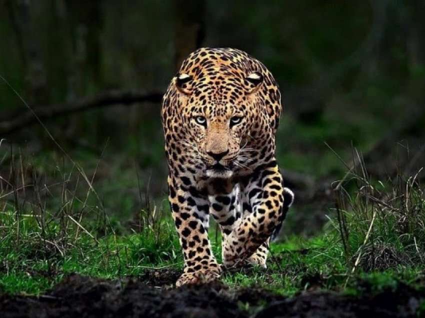 ​13 persona u plagosën nga një sulm leopardi në Indi