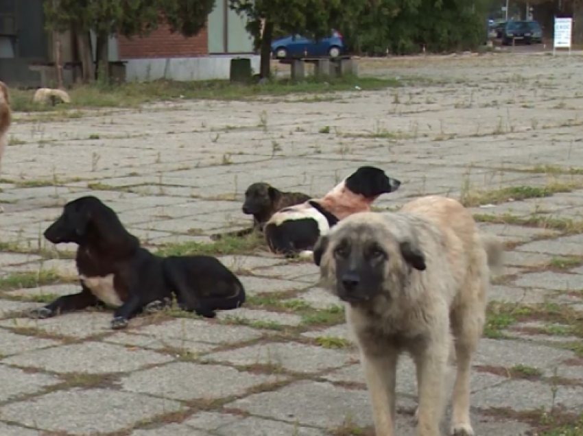Josifoski: Janë raportuar tre raste për kafshim nga qentë endacak në Tetovë