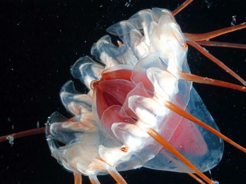 Dy të tretat e krijesave në oqeanet e thella janë plotësisht të panjohura