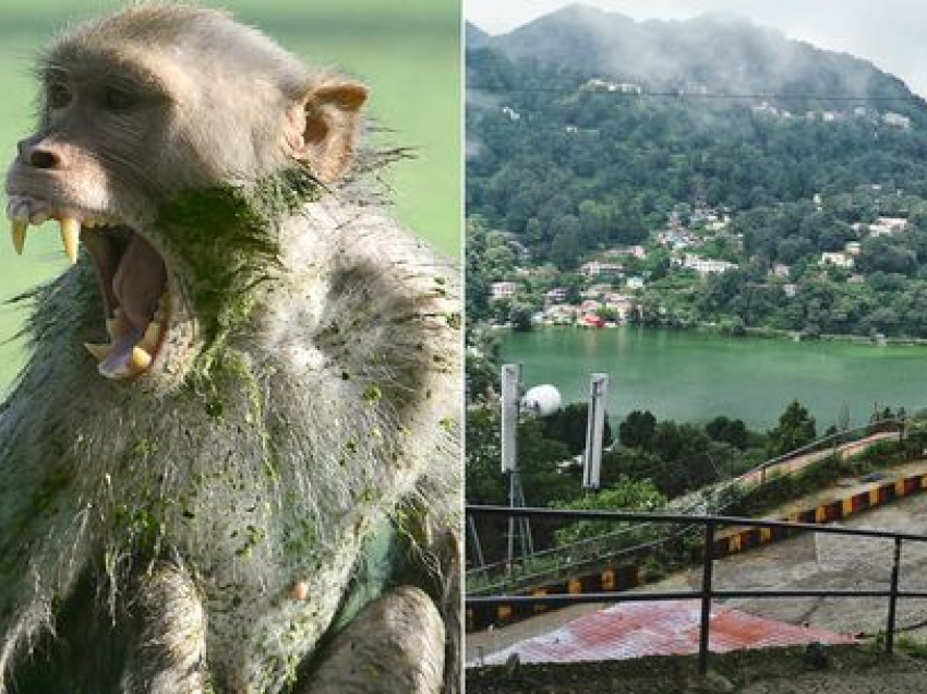 Vajza 5-vjeçare vritet tragjikisht nga tufa e majmunëve teksa luante me shokët në fshat