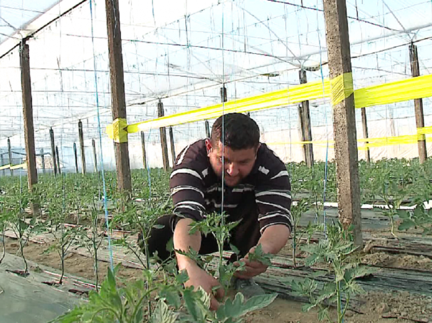 Bujqësia e pastër/ Fermeri nga Dimali tregon si i rrit bimët pa pesticide të dëmshme