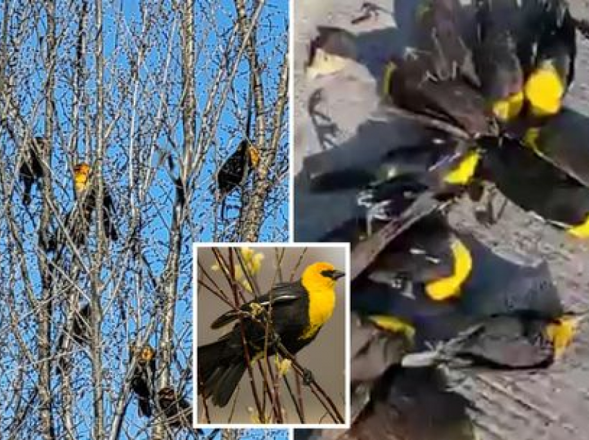 Qindra zogj bien nga qielli në vdekjen e tmerrshme masive të kapur nga kamerat 