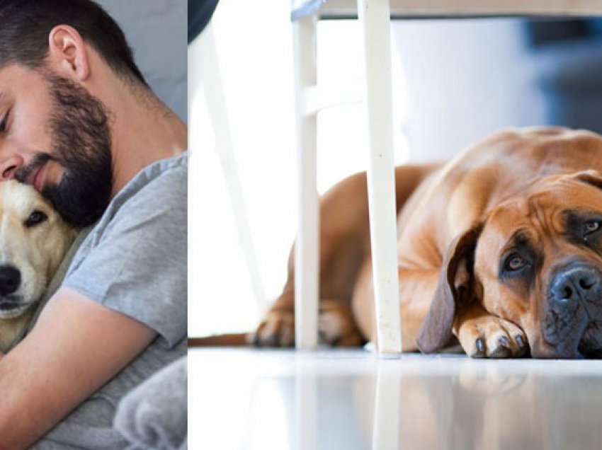 Si ta kuptoni që qeni juaj po vuan ose po kalon një periudhë depresioni