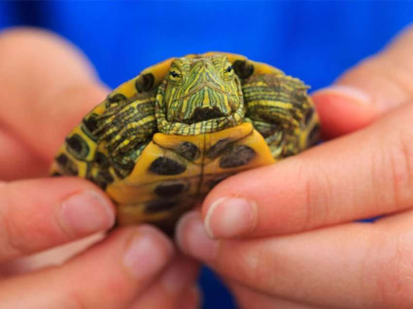 Përse nuk duhet të mbani kurrë breshkë si kafshë shtëpiake?