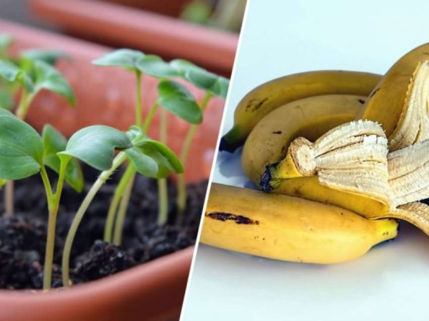 Mos i hidhni lëvoret e bananes – përdorini ato për t’i mbajtur bimët tuaja të shëndetshme