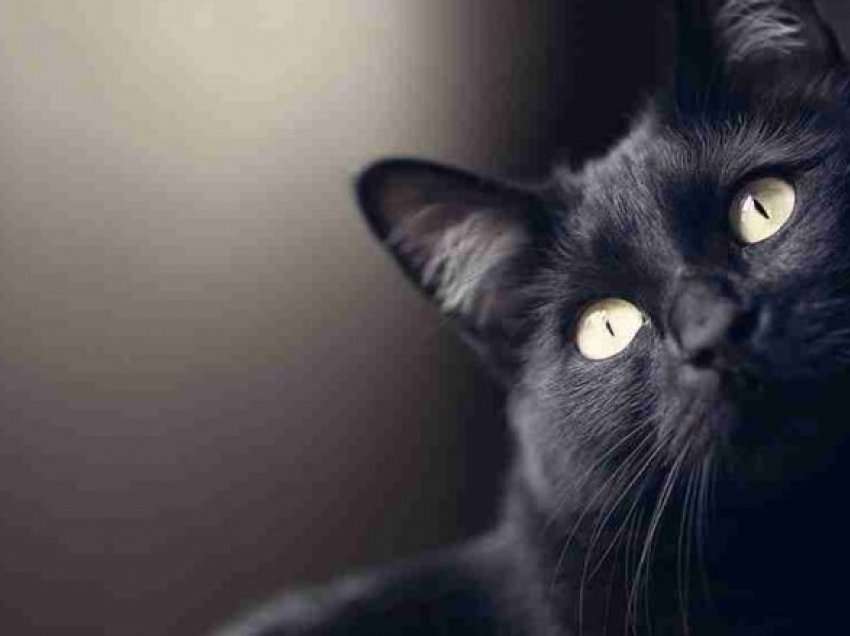 A e dini se macja juaj mund të shohë gjëra që për syrin e njeriut janë të padukshme?