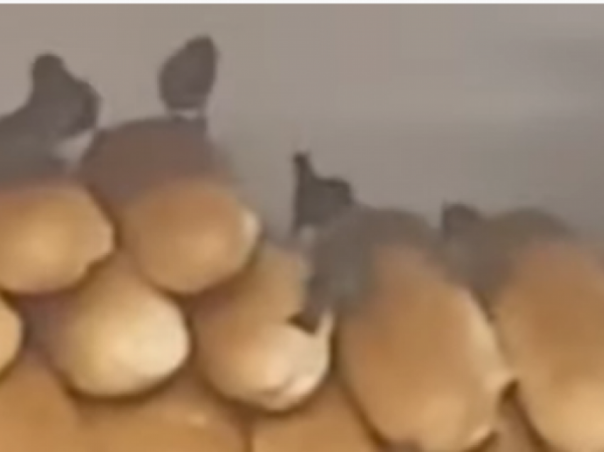 E tmerrshme: Zogjt fluturojnë mbi bukë në një furrë të Gjakovës