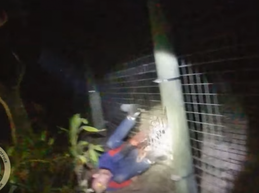 Momenti kur një tigër sulmon një punonjës të kopshtit zoologjik, kafsha vritet nga policia 