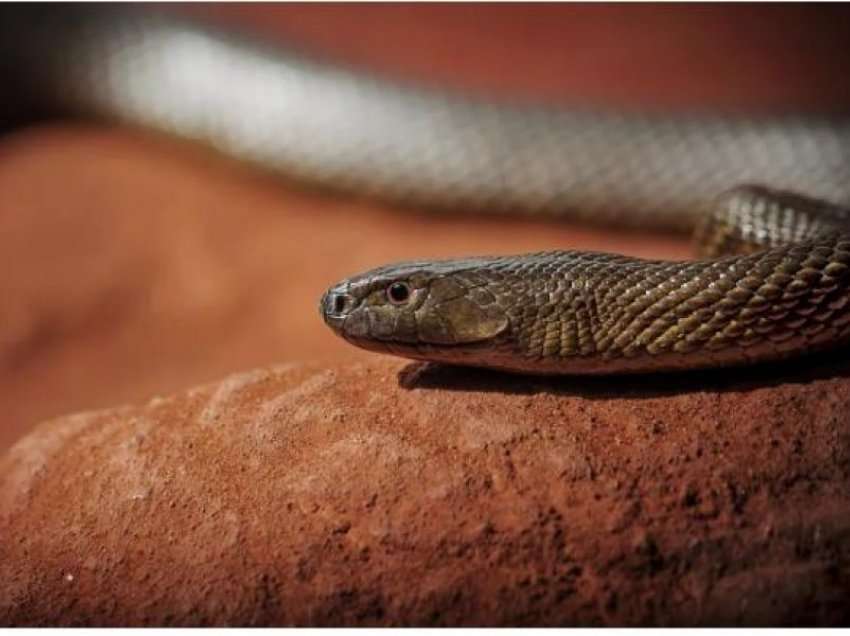 Gjarpëri i dytë më vdekjeprurës në botë gjendet poshtë shtratit të fëmijës