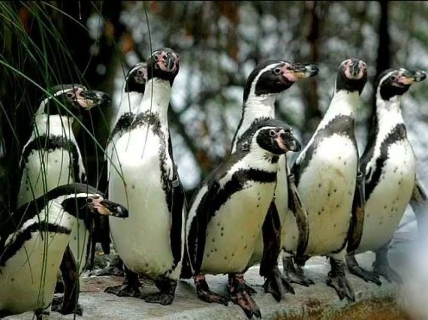 50 pinguinë ngordhin pas shpërthimit të malaries në një kopsht zoologjik në Britani