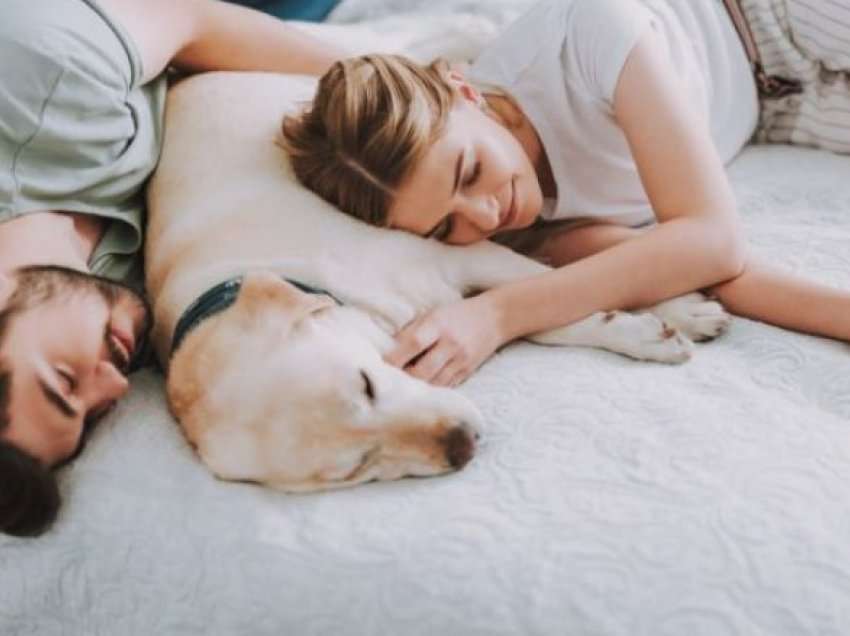 A po fle qeni në shtratin tuaj? A është kjo pozitive apo negative për pronarët dhe kafshët shtëpiake?