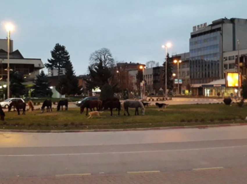 Pamje e pazakontë në Tetovë, kuajt sot kullosnin në qendër të qytetit