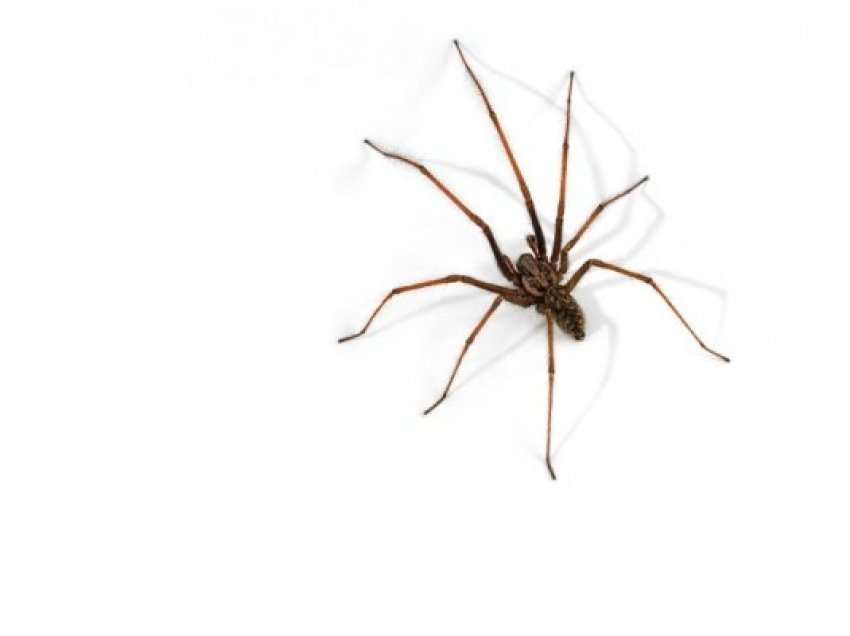 ​Nga vjen frika prej merimangave?