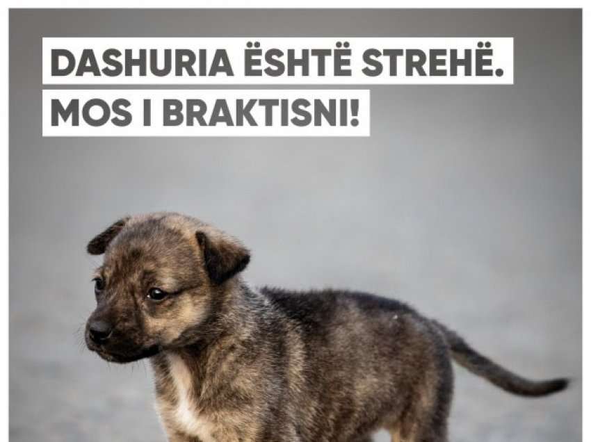 Komuna e Gjakovës me apel për mos braktisjen e qenve