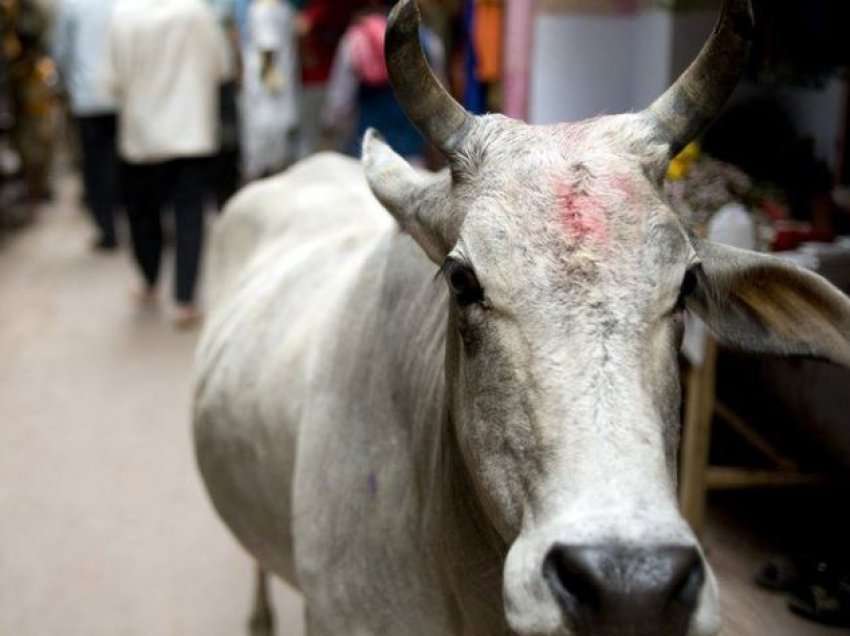 Sulmet vdekjeprurëse të lopëve bëhen çështje në zgjedhjet e shtetit indian