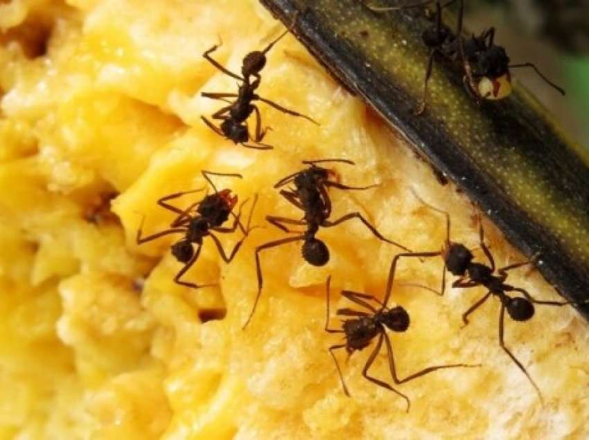 ​Kjo është mënyra më e mirë për të përzënë milingonat nga shtëpia përgjithmonë