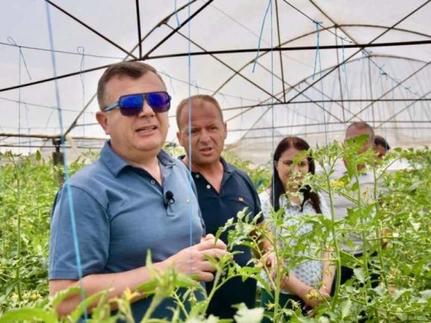 Taulant Balla në serën e kultivimit të domateve dhe pjeprit në Lushnje: Ky vit ka qenë i mbarë për fermerët!