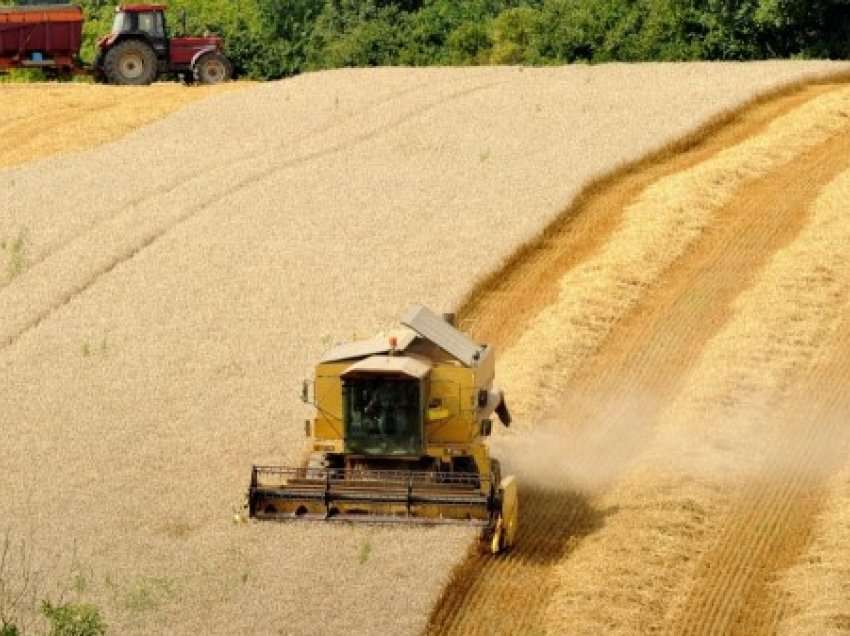 ​Sezoni i korrjeve, Shqipëria parasheh 225 mijë tonë grurë