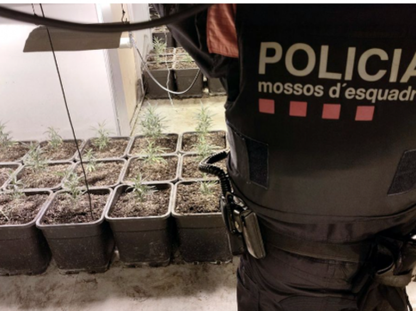 Shkatërrohet grupi kriminal në Spanjë, 14 të arrestuar mes tyre dhe shqiptarë, sekuestrohen 2600 rrënjë kanabis