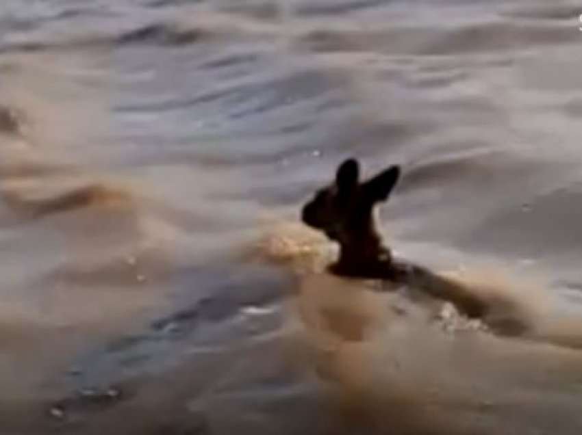 Kanguri shpëtohet nga ujërat e rrëmbyeshme 