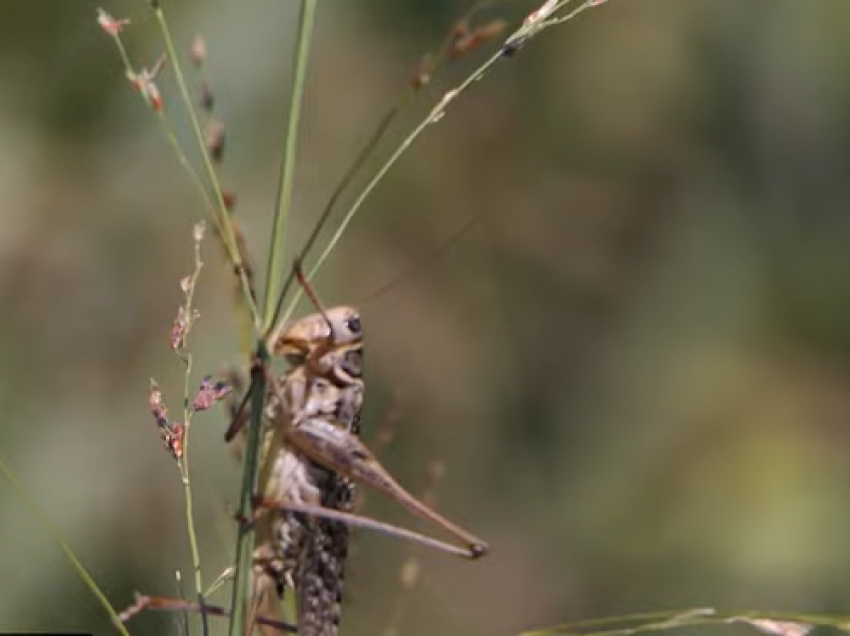 Karkaleci dëmton të mbjellat në Elbasan/ Janë një mijë hektarë tokë që janë prekur nga insektet