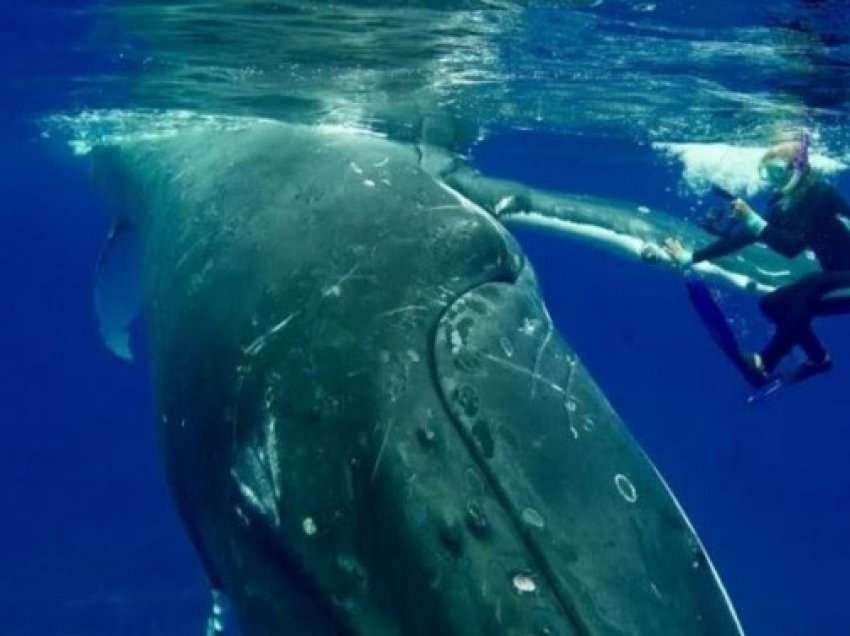 ​Pamjet e rralla tregojnë balenën gungaçe që mbron zhytësen nga peshkaqeni