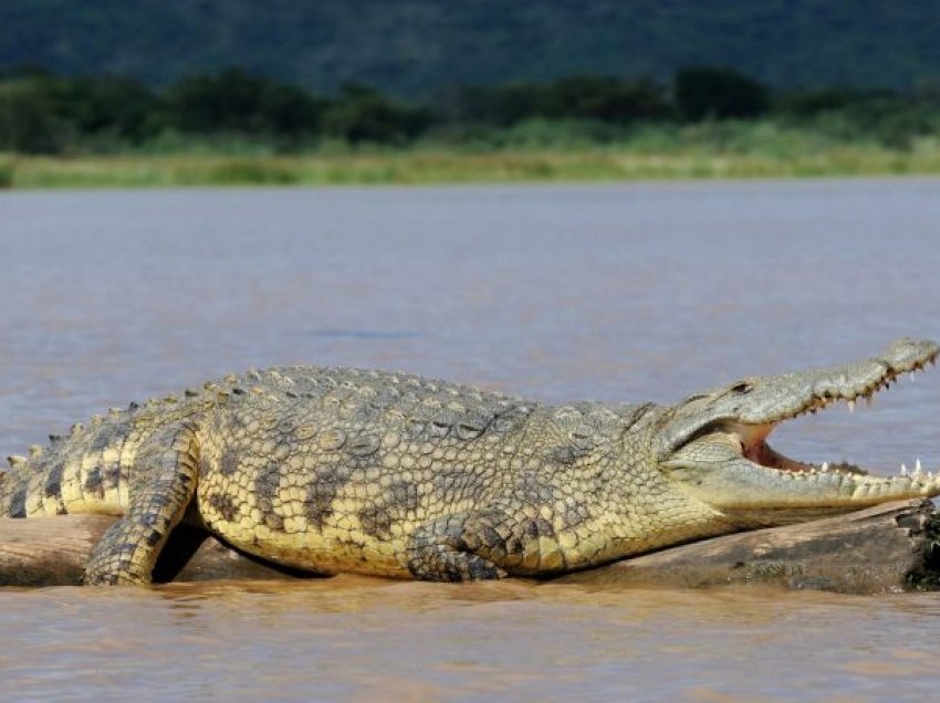 Sulmohen nga krokodili dy turistë amerikanë në një resort në Meksikë