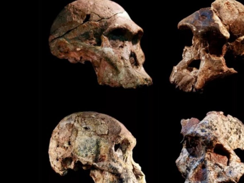 Fosilet e Afrikës së Jugut, mund ta rishkruajnë historinë e evolucionit njerëzor