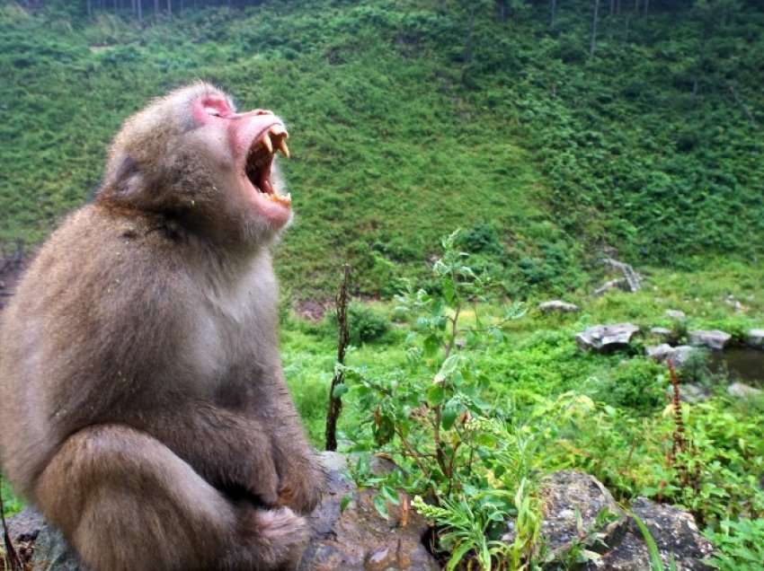 “Çmenden” majmunët në Japoni, sulmojnë dhe plagosin 42 persona